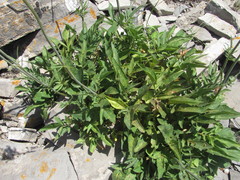 Valeriana cardamines