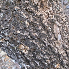 Croton gratissimus gratissimus