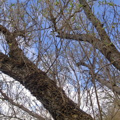 Croton gratissimus gratissimus