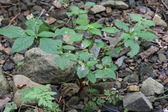 Impatiens furcillata
