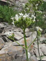 Valeriana cardamines