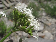 Valeriana cardamines