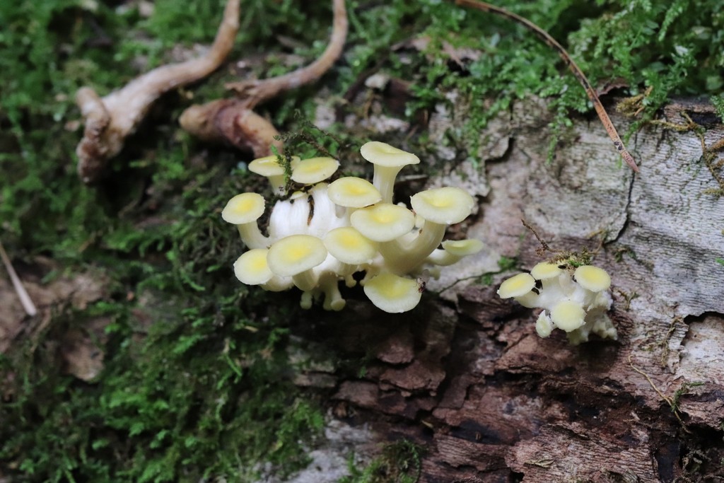 Pleurotus citrinopileatus · August 2021 · photo: © ninacourlee (iNaturalist, cc-by)