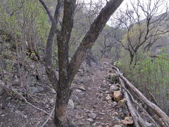Croton gratissimus gratissimus