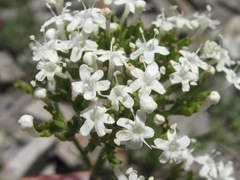 Valeriana cardamines
