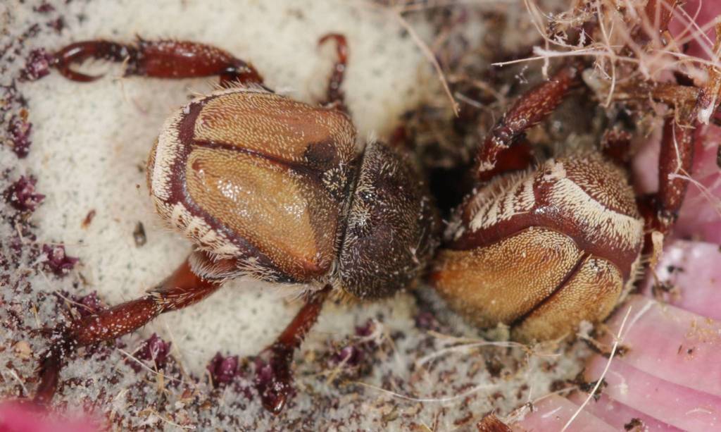 White Body Monkey Beetles
