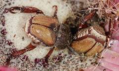 Scelophysa militaris