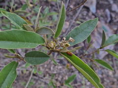 Croton gratissimus gratissimus