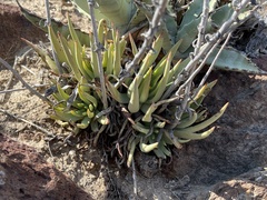 Dudleya albiflora
