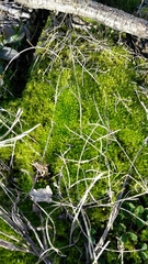 Rhytidiadelphus squarrosus