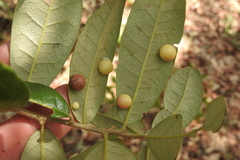 Belonocnema fossoria