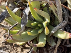 Dudleya albiflora