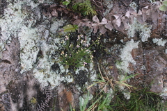 Erica brevifolia