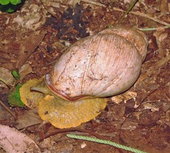 Megalobulimus sanctaepauli
