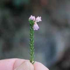 Erica brevifolia