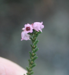 Erica brevifolia