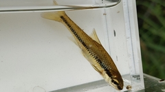 Notropis bifrenatus