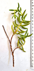 Crassula mollis