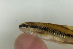 Notropis bifrenatus
