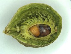 Amphibolips quercuscinerea