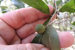Amphibolips quercuscinerea