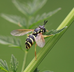 Chrysotoxum elegans