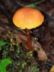 Pseudohygrocybe