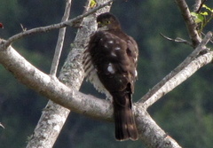 Accipiter minullus