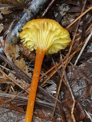 Pseudohygrocybe