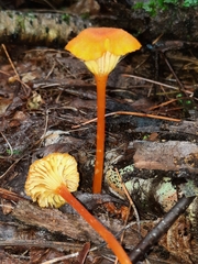 Pseudohygrocybe