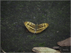 Abrota ganga formosana