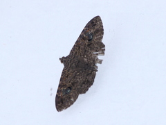 Speiredonia