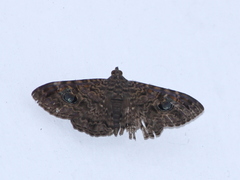 Speiredonia