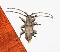 Crossotus stypticus
