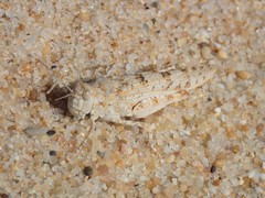 Sphingonotus imitans