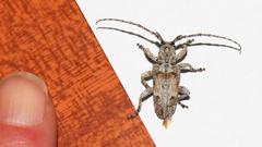 Crossotus stypticus