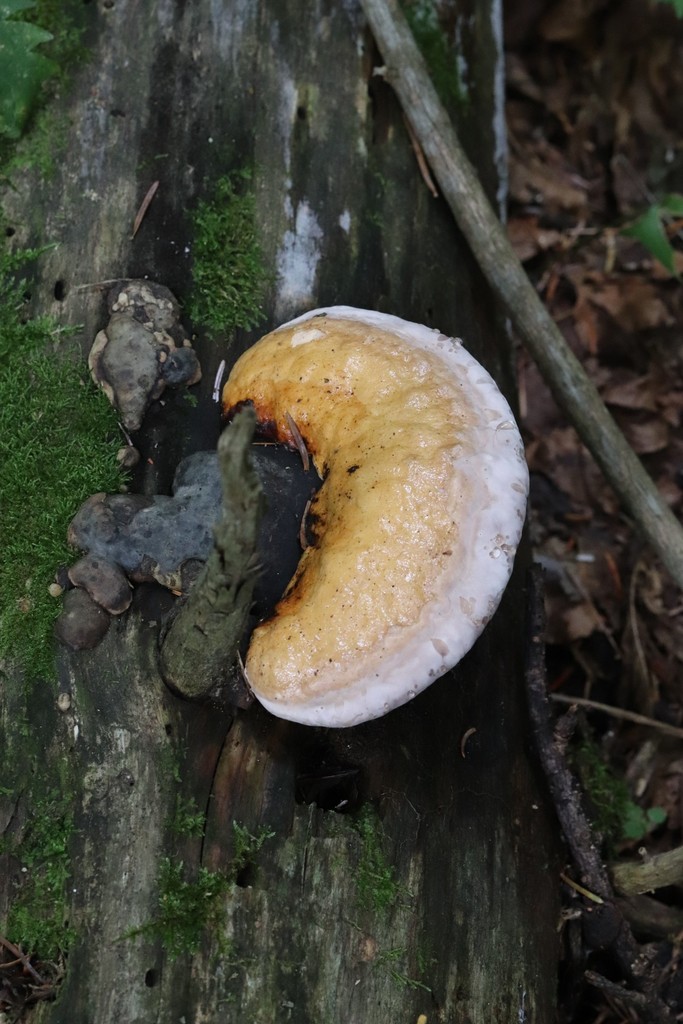 Fomitopsis pinicola · August 2021 · photo: © ninacourlee (iNaturalist, cc-by)