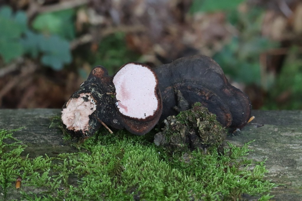 Fomitopsis rosea