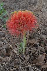 Scadoxus multiflorus multiflorus