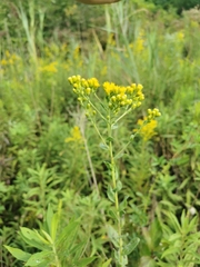 Solidago rigida rigida
