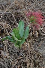 Scadoxus multiflorus multiflorus