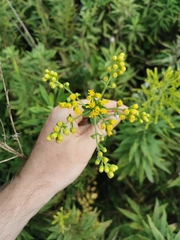 Solidago rigida rigida