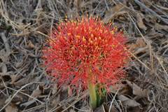 Scadoxus multiflorus multiflorus