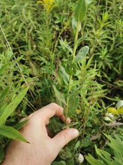 Solidago rigida rigida