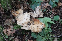 Laetiporus cremeiporus