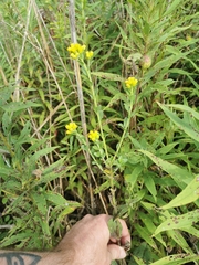 Solidago rigida rigida