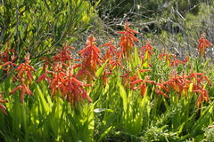 Lachenalia bulbifera