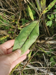 Solidago rigida rigida