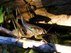 Alfredectes semiaeneus