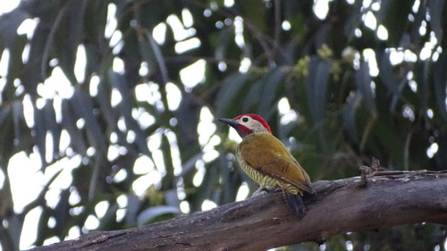 Colaptes rubiginosus image